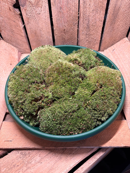 Live Bun Moss