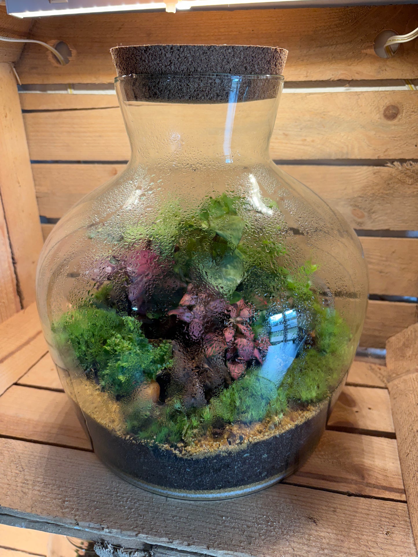 Ready-made Terrarium – Matthew Jar