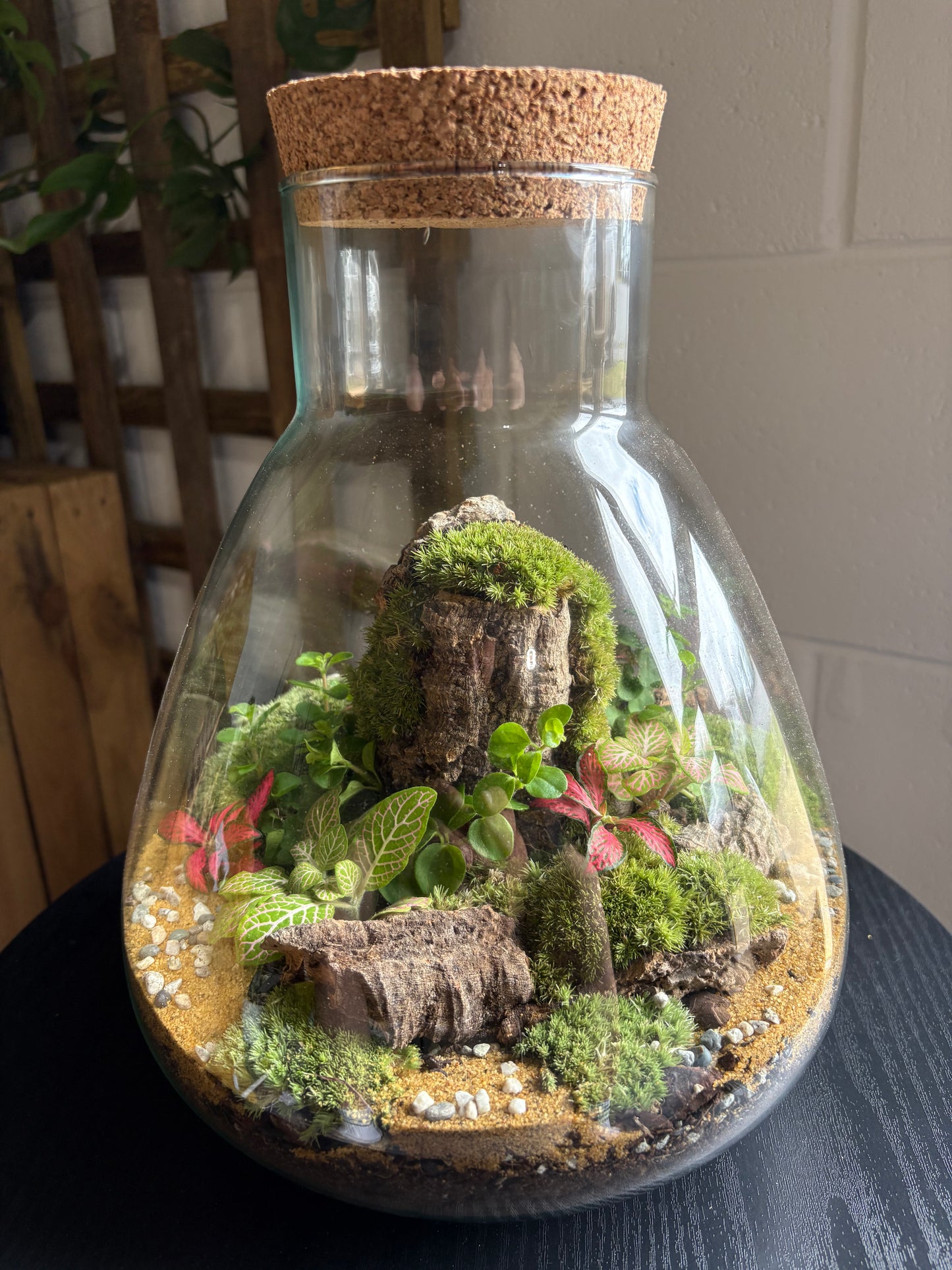 Ready-made Terrarium – Bruce Jar