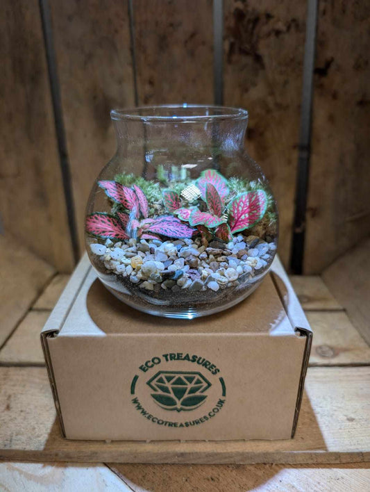 Small Ready-made Terrarium - 'Jane'