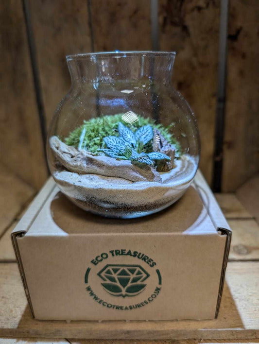 Small Ready-made Terrarium - 'Joe'