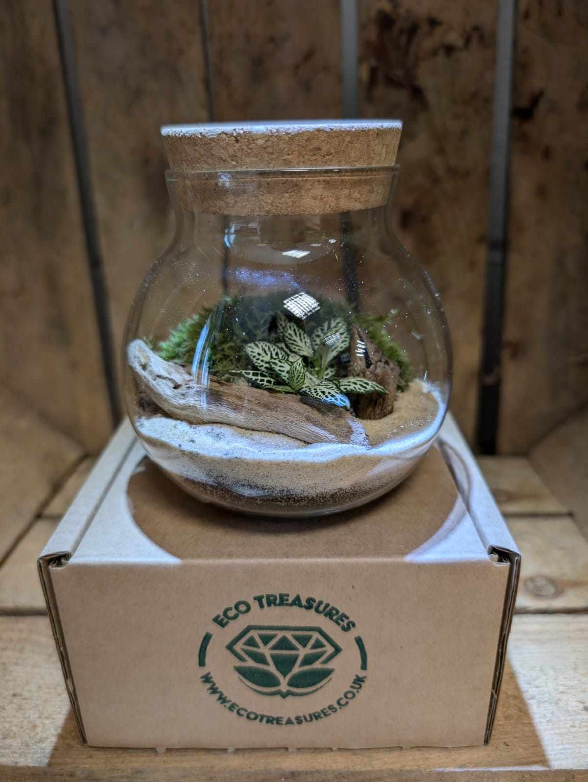 Small Ready-made Terrarium - 'Joe'
