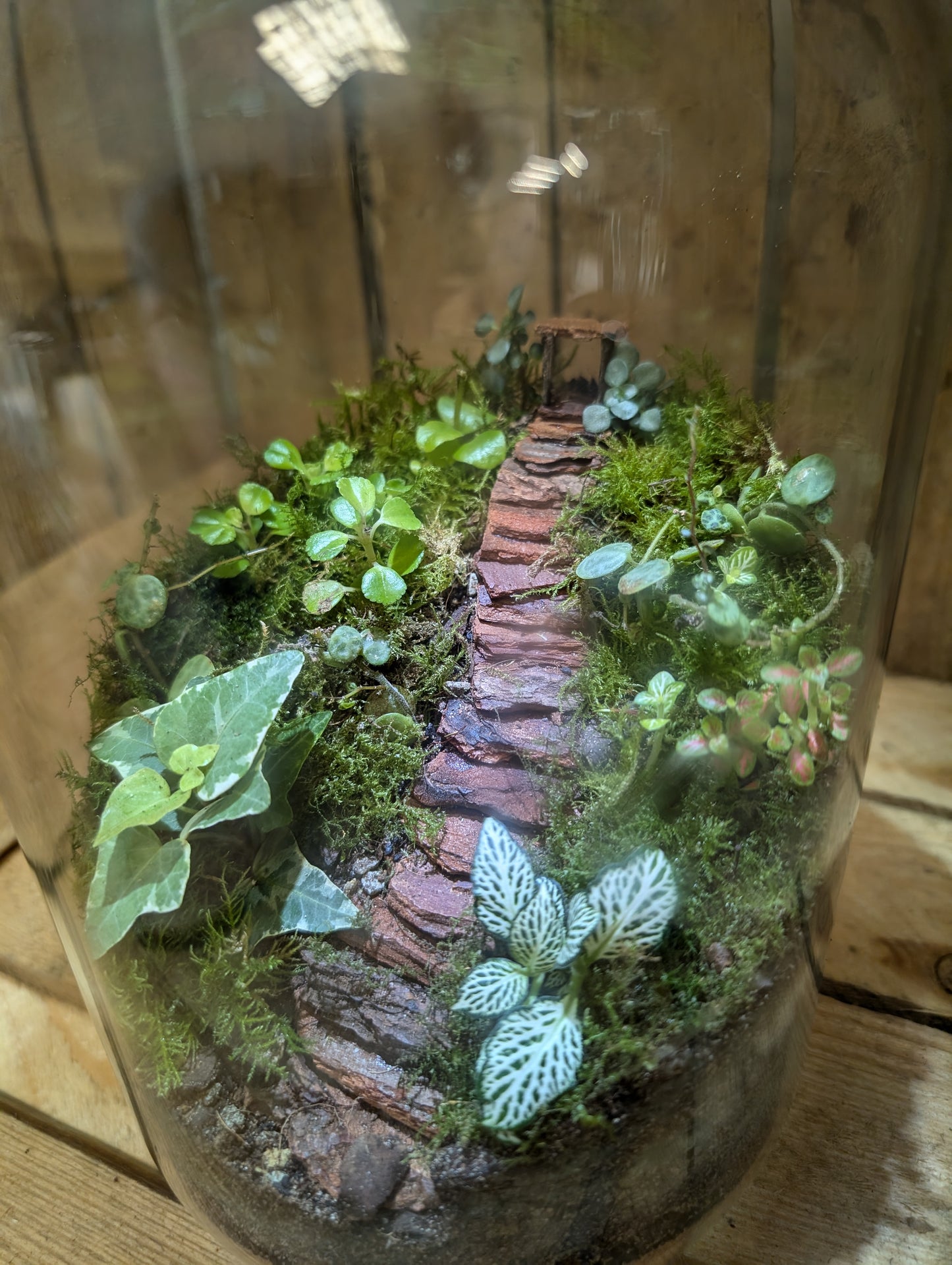 Large Ready-made Terrarium - 'Jasmine'
