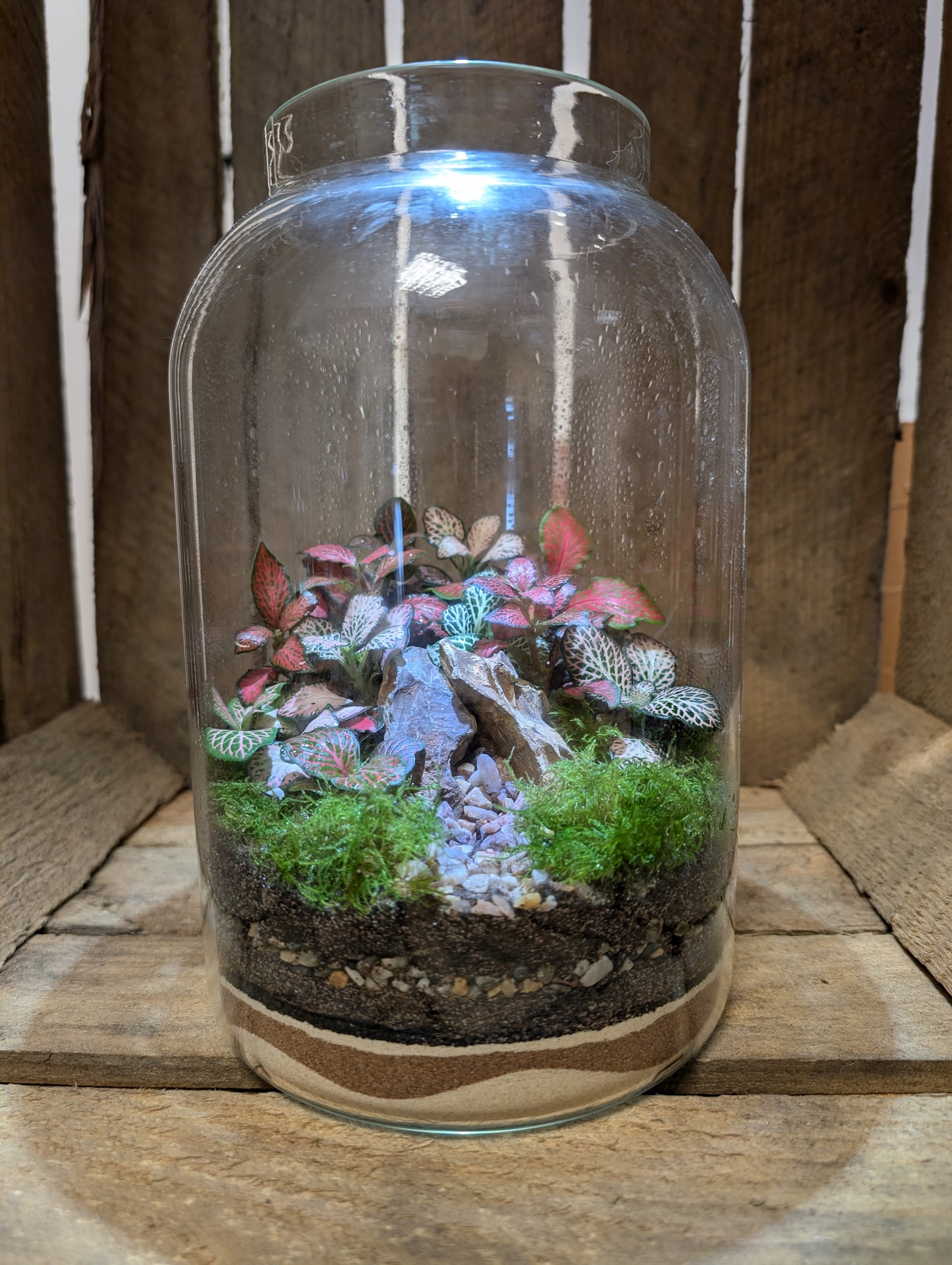 Large Ready-made Terrarium - 'Frankie'