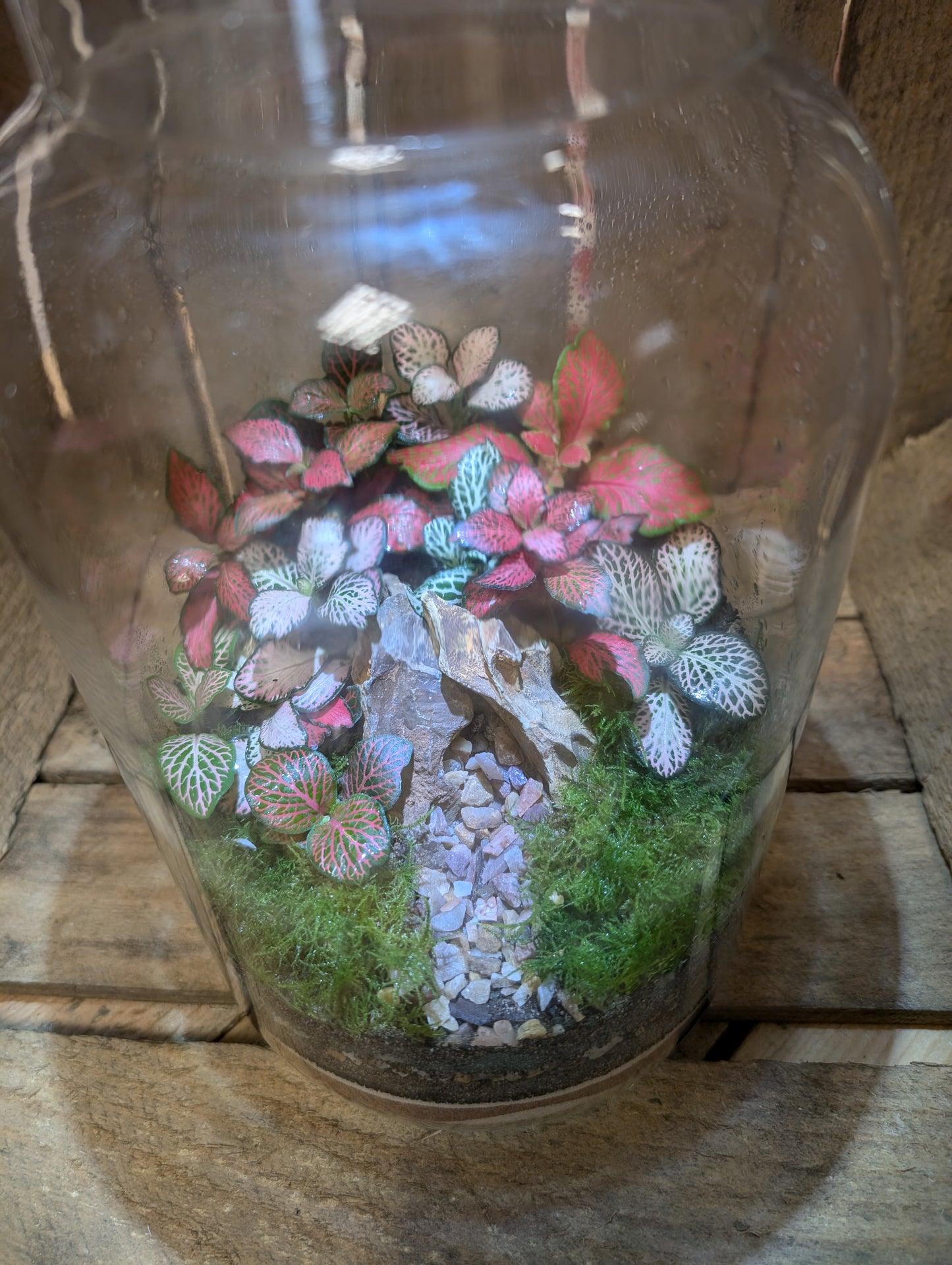 Large Ready-made Terrarium - 'Frankie'