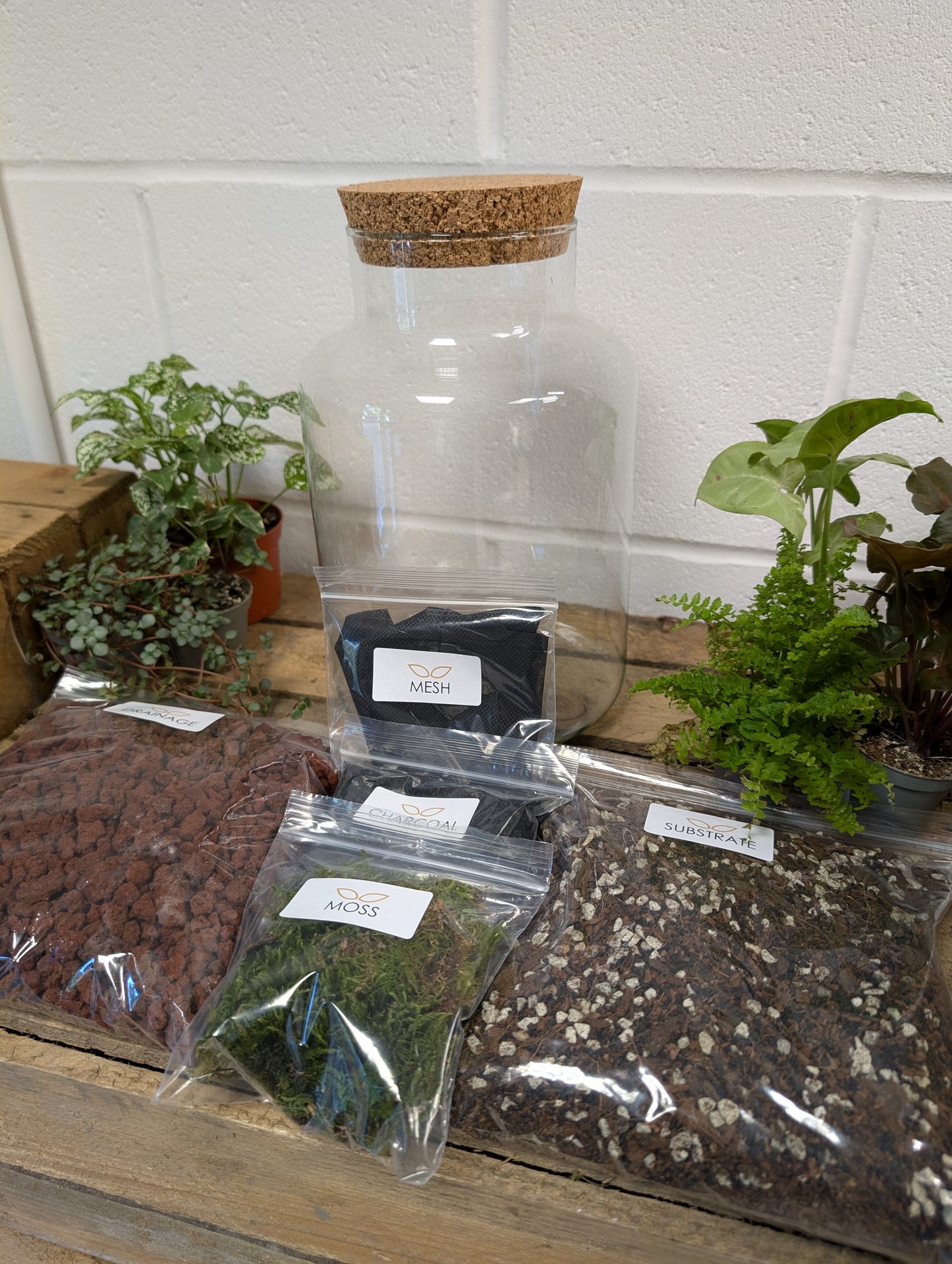 DIY Terrarium Kit - 'Alec'