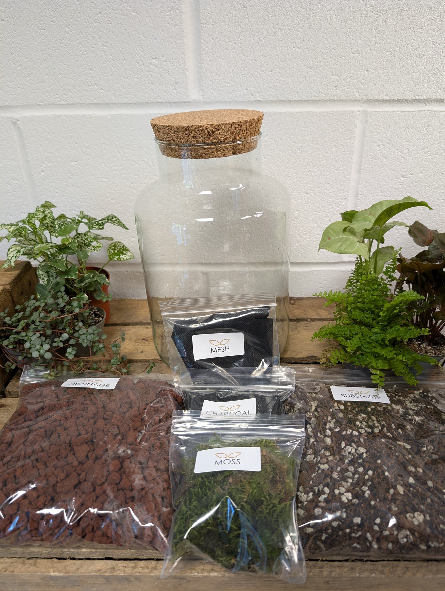 DIY Terrarium Kit - 'Alec'