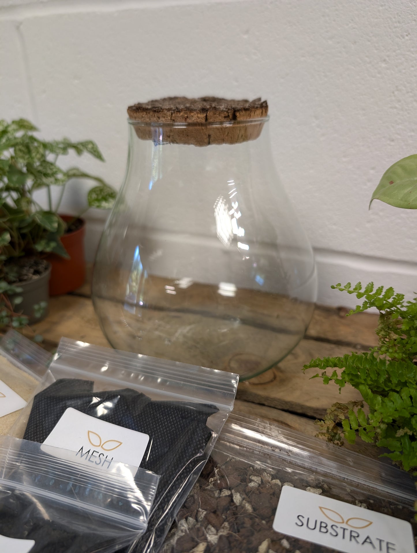 DIY Terrarium Kit - 'Tyler'