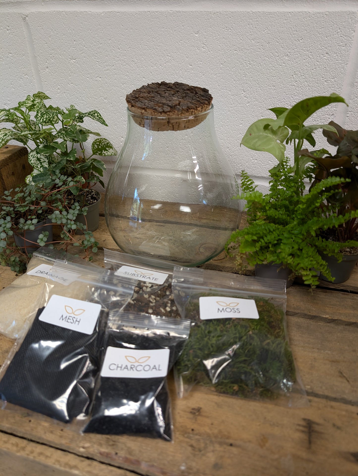 DIY Terrarium Kit - 'Jasmine'