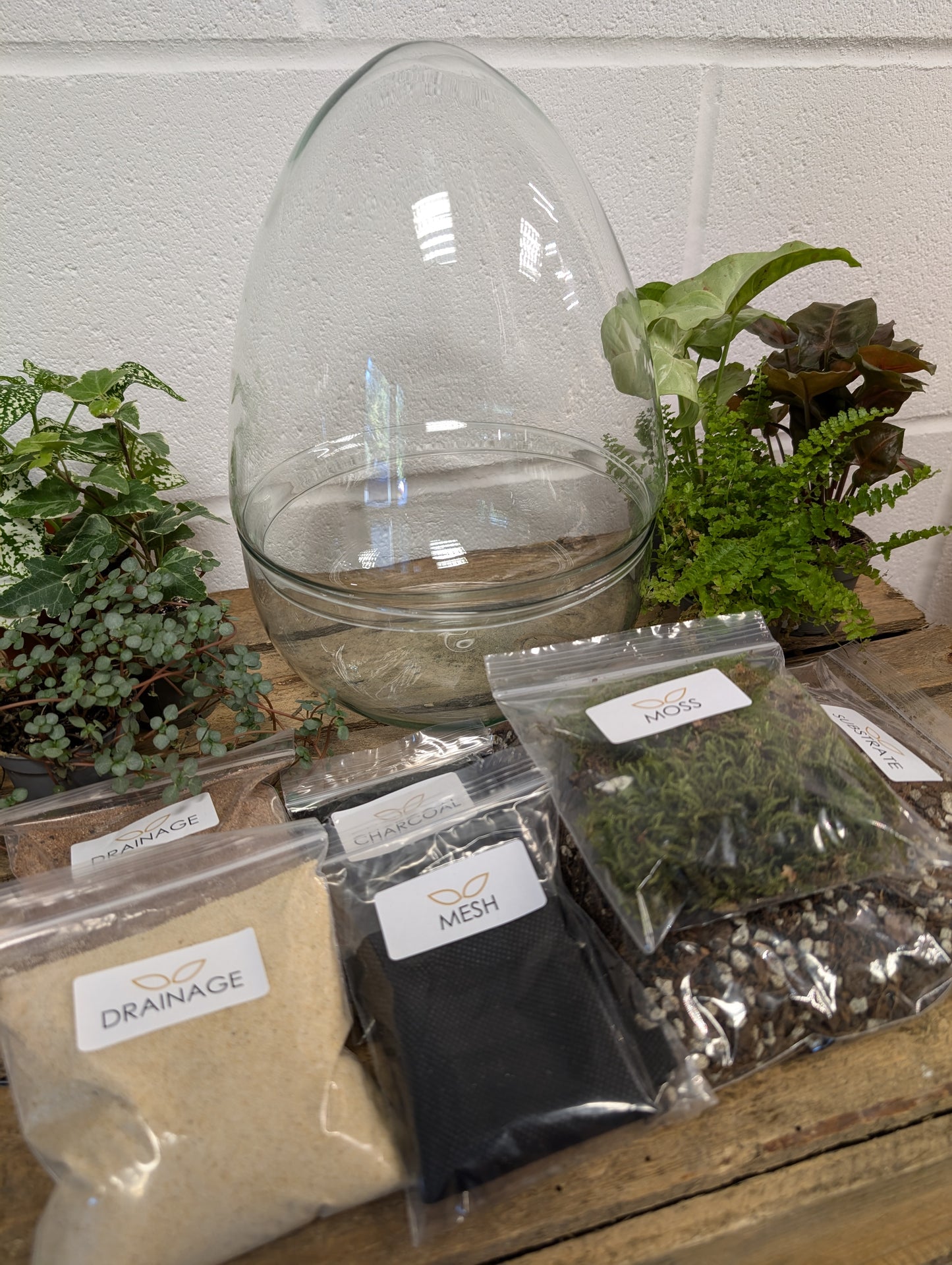 DIY Terrarium Kit - 'Edward'