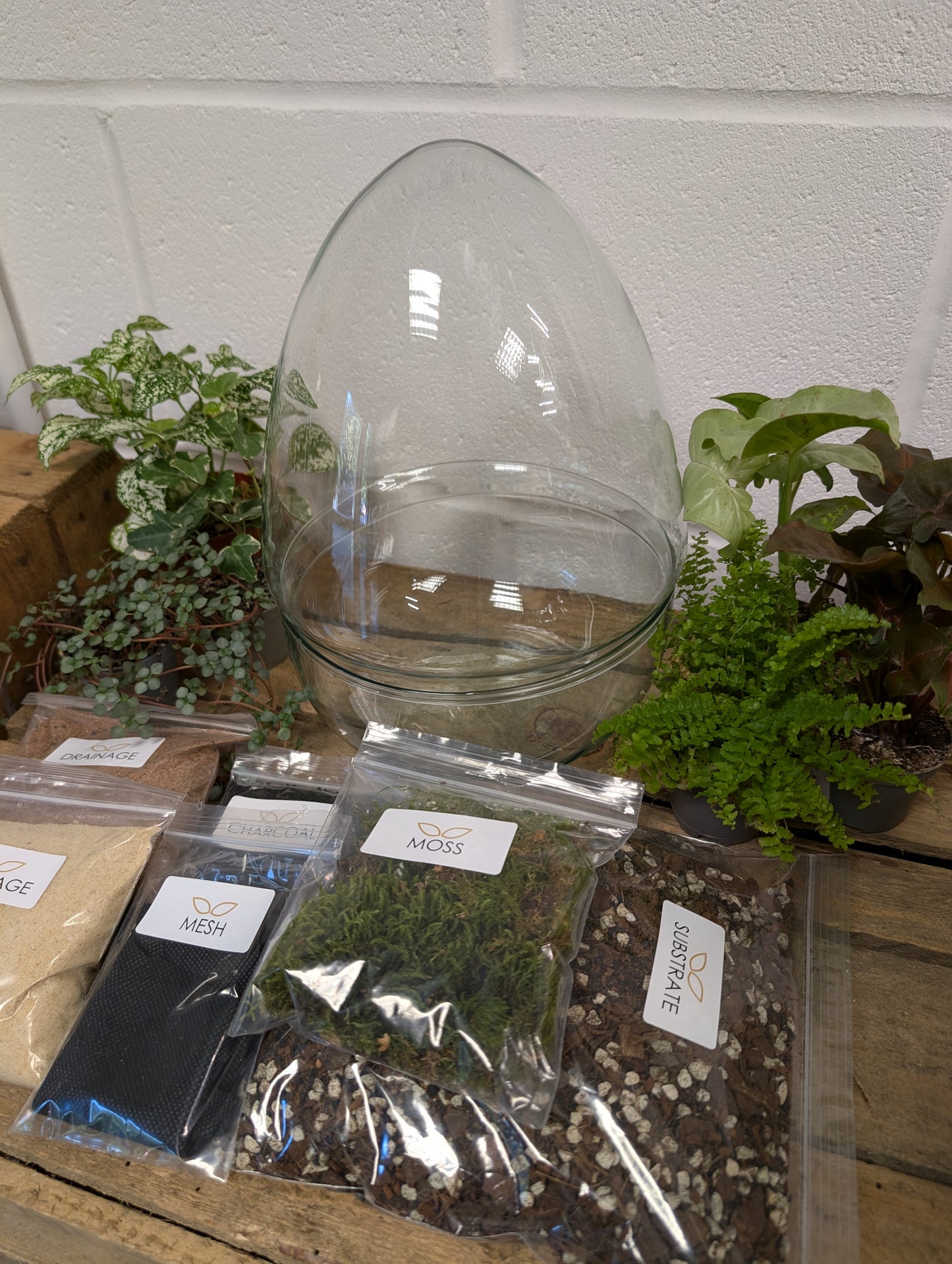 DIY Terrarium Kit - 'Edward'