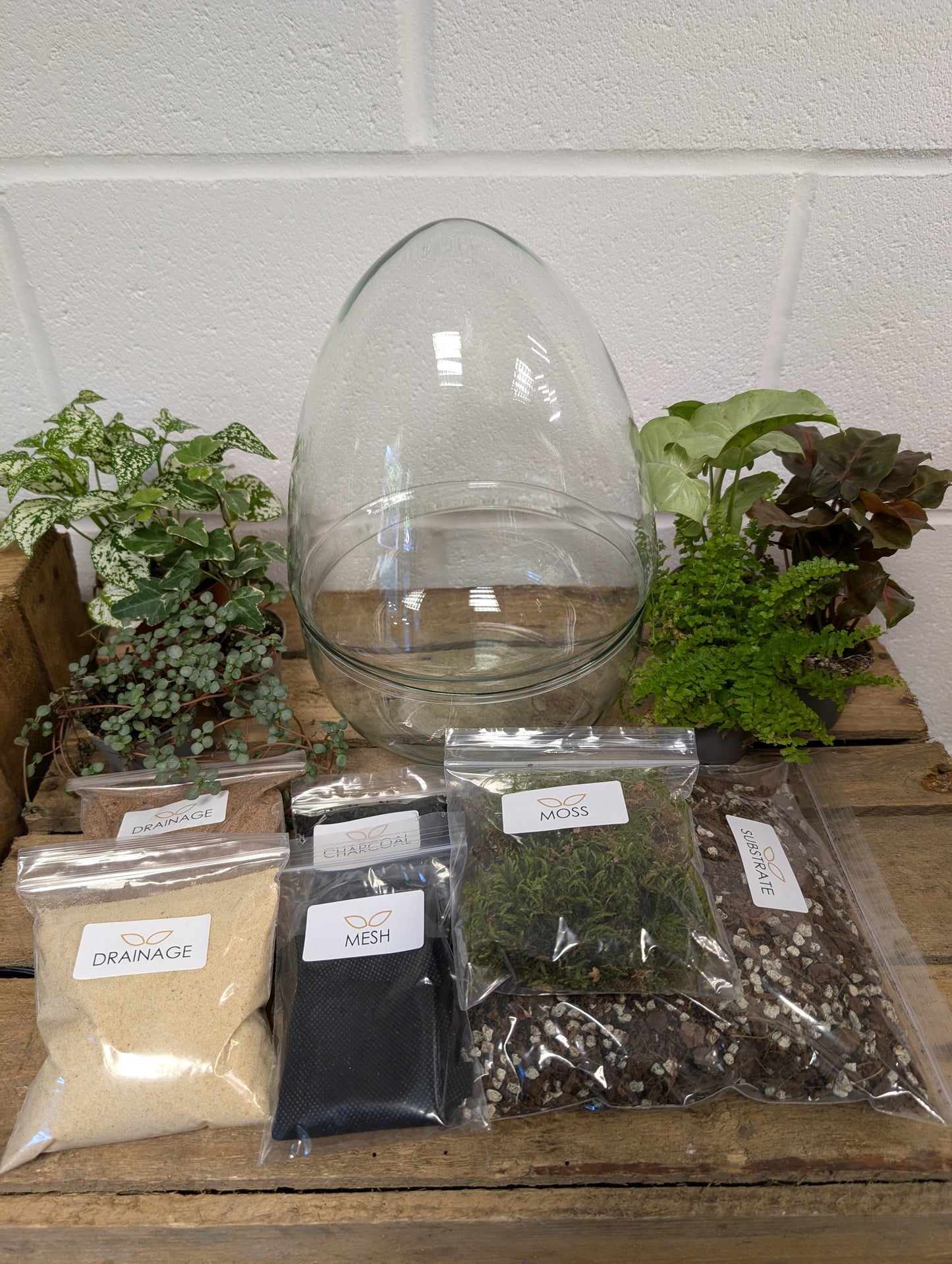 DIY Terrarium Kit - 'Edward'