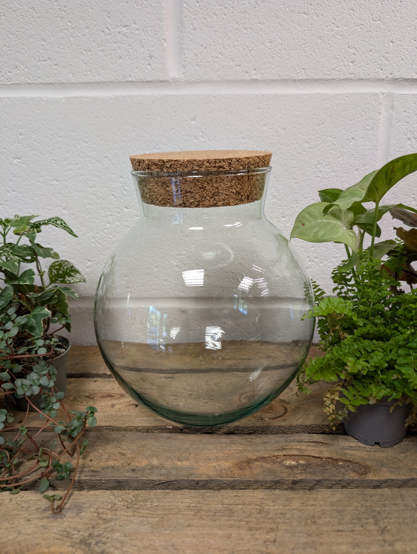 DIY Terrarium Kit - 'Freya'