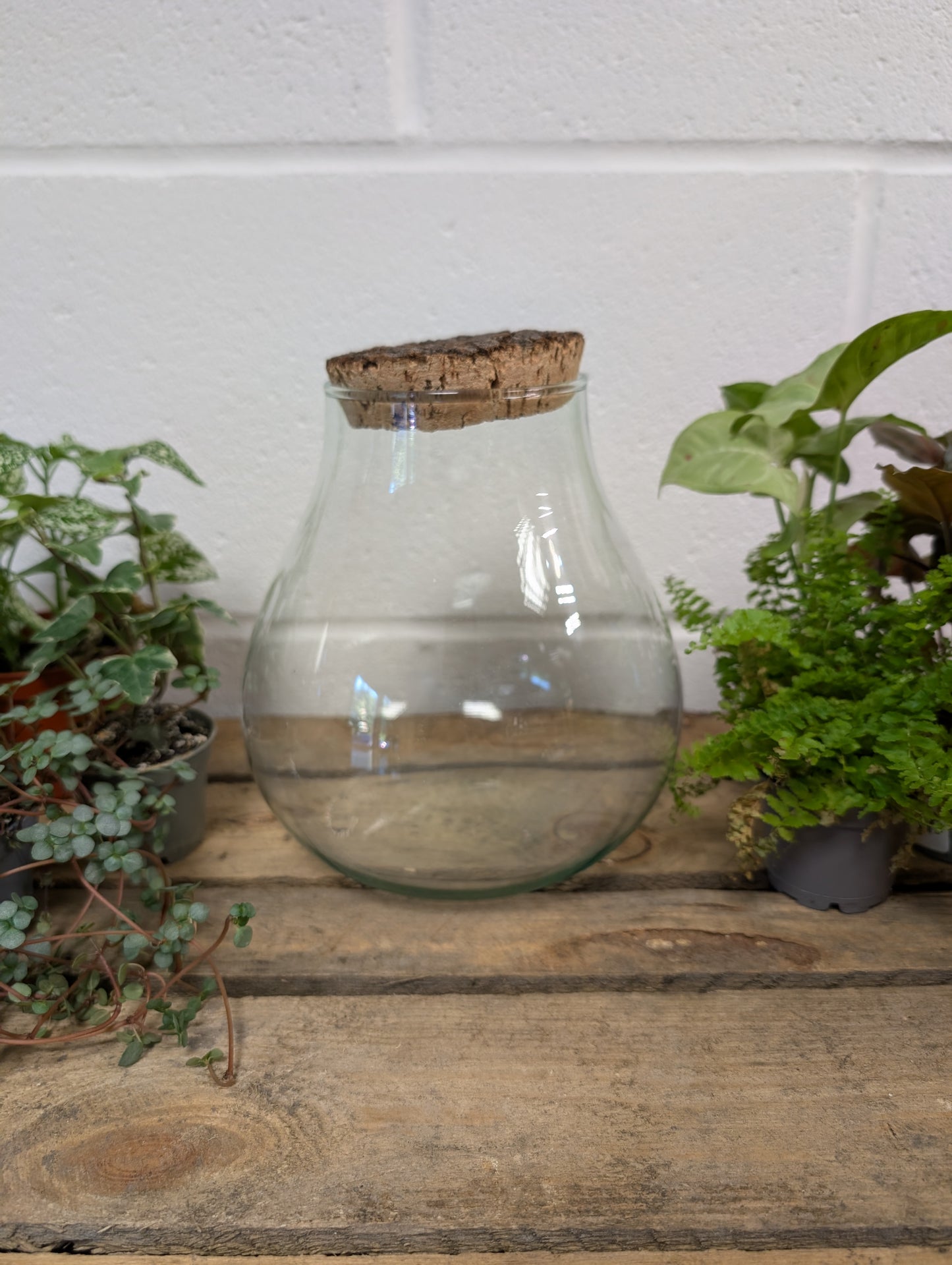 DIY Terrarium Kit - 'Jasmine'