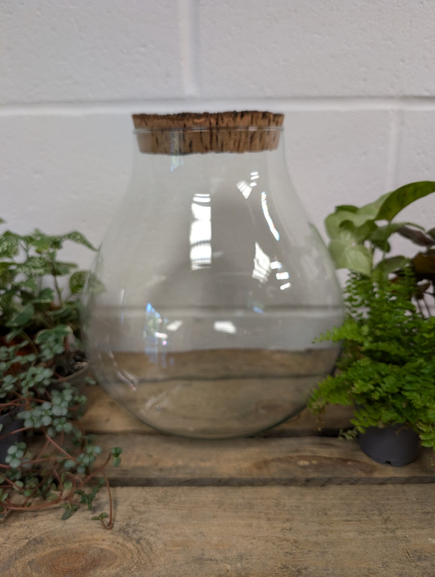 DIY Terrarium Kit - 'Tyler'