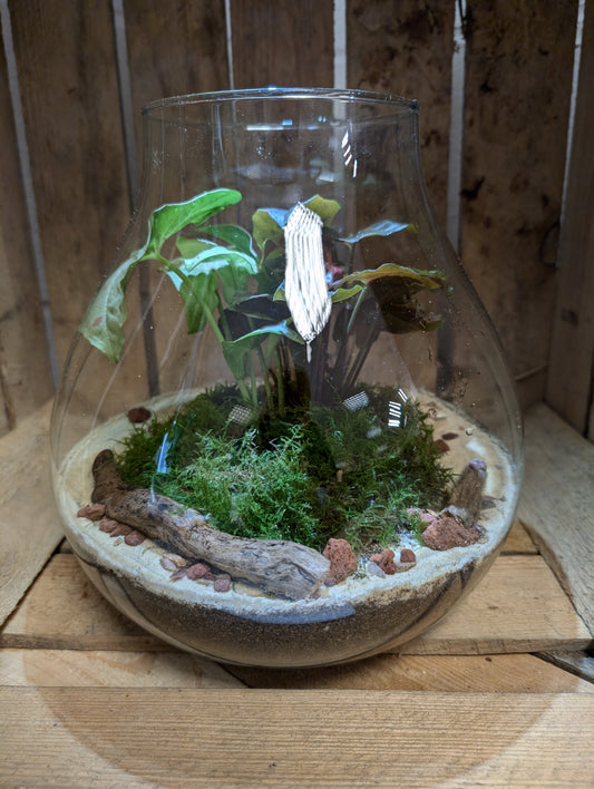 Large Ready-made Terrarium - 'Carol'