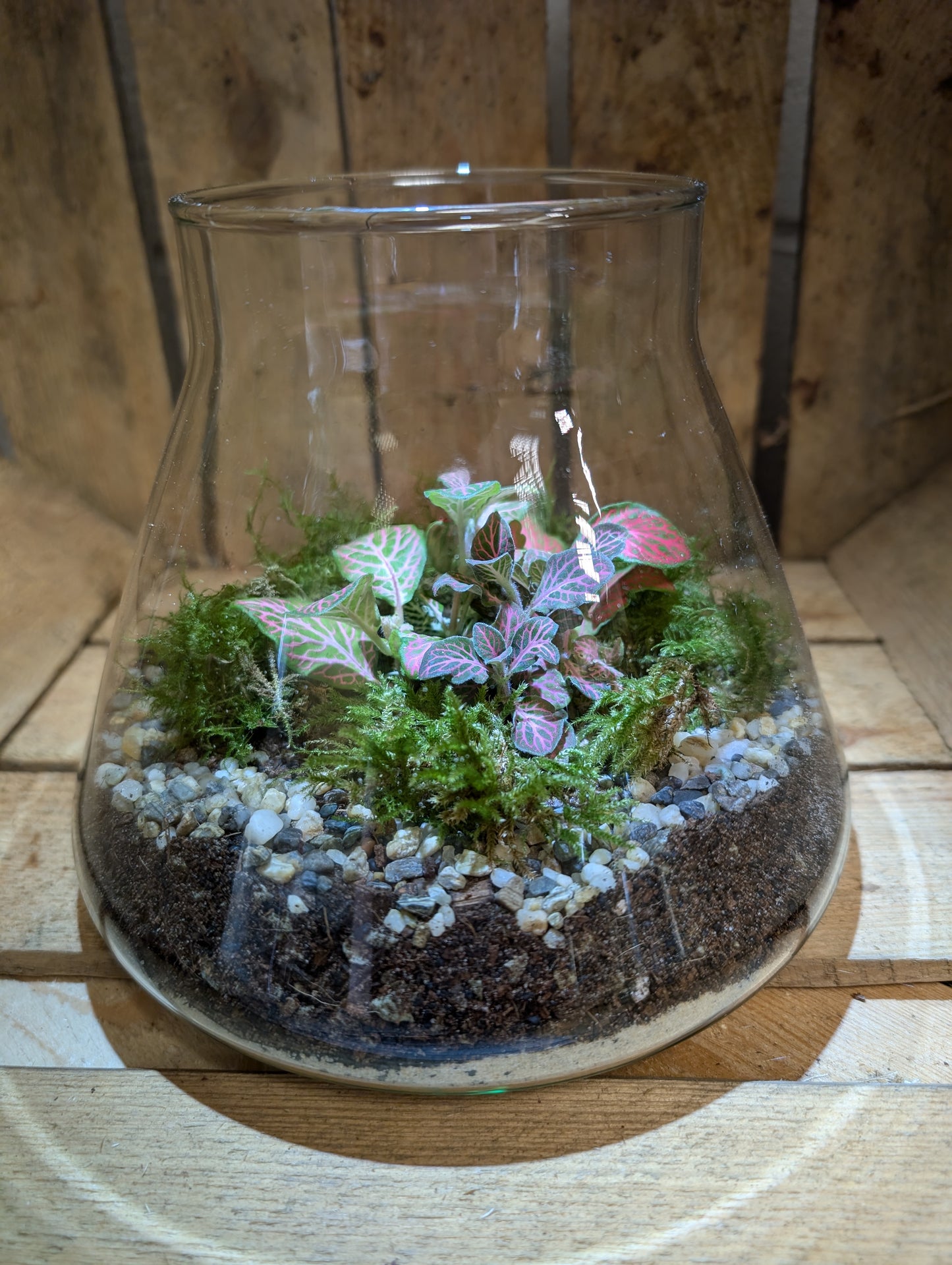 Medium Ready-made Terrarium - 'Vivienne'