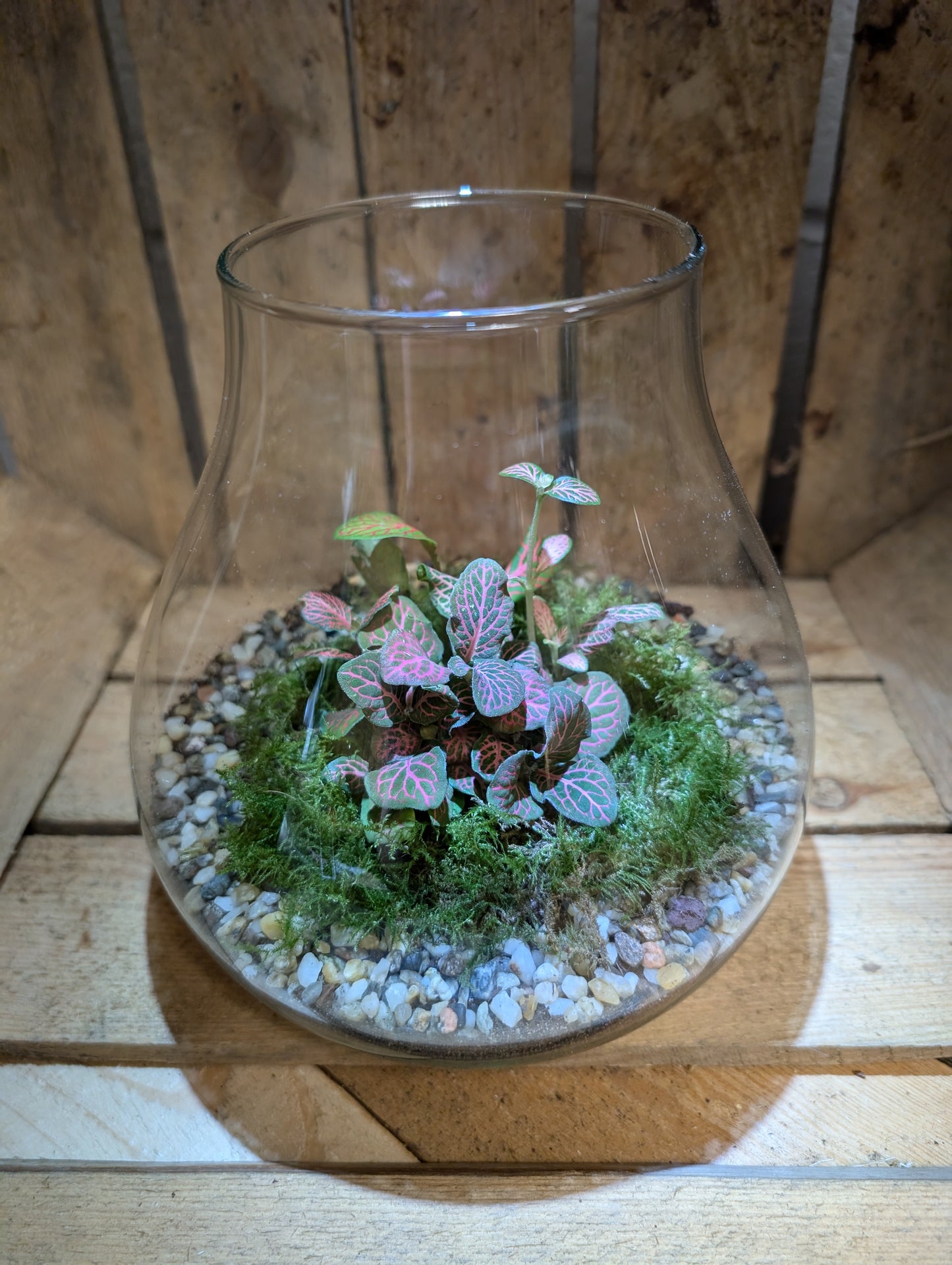 Medium Ready-made Terrarium - 'Frankie'
