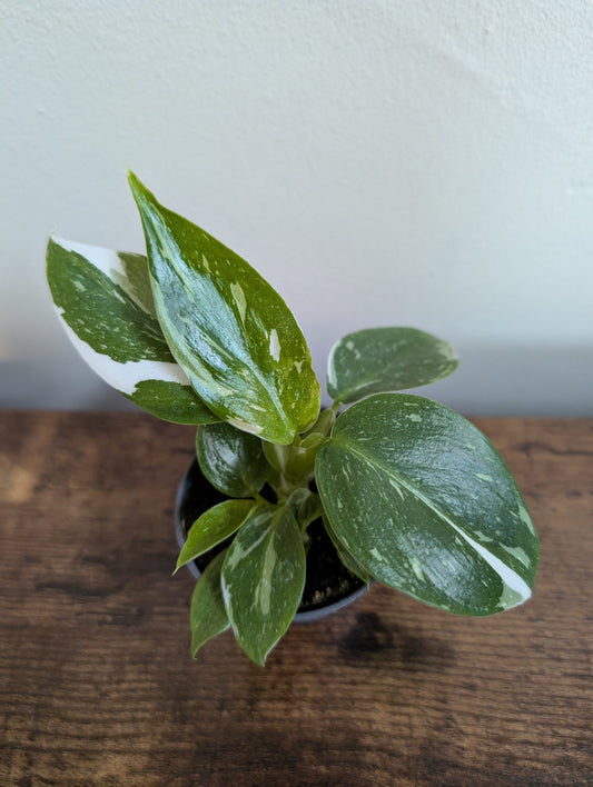 Philodendron White Wizard