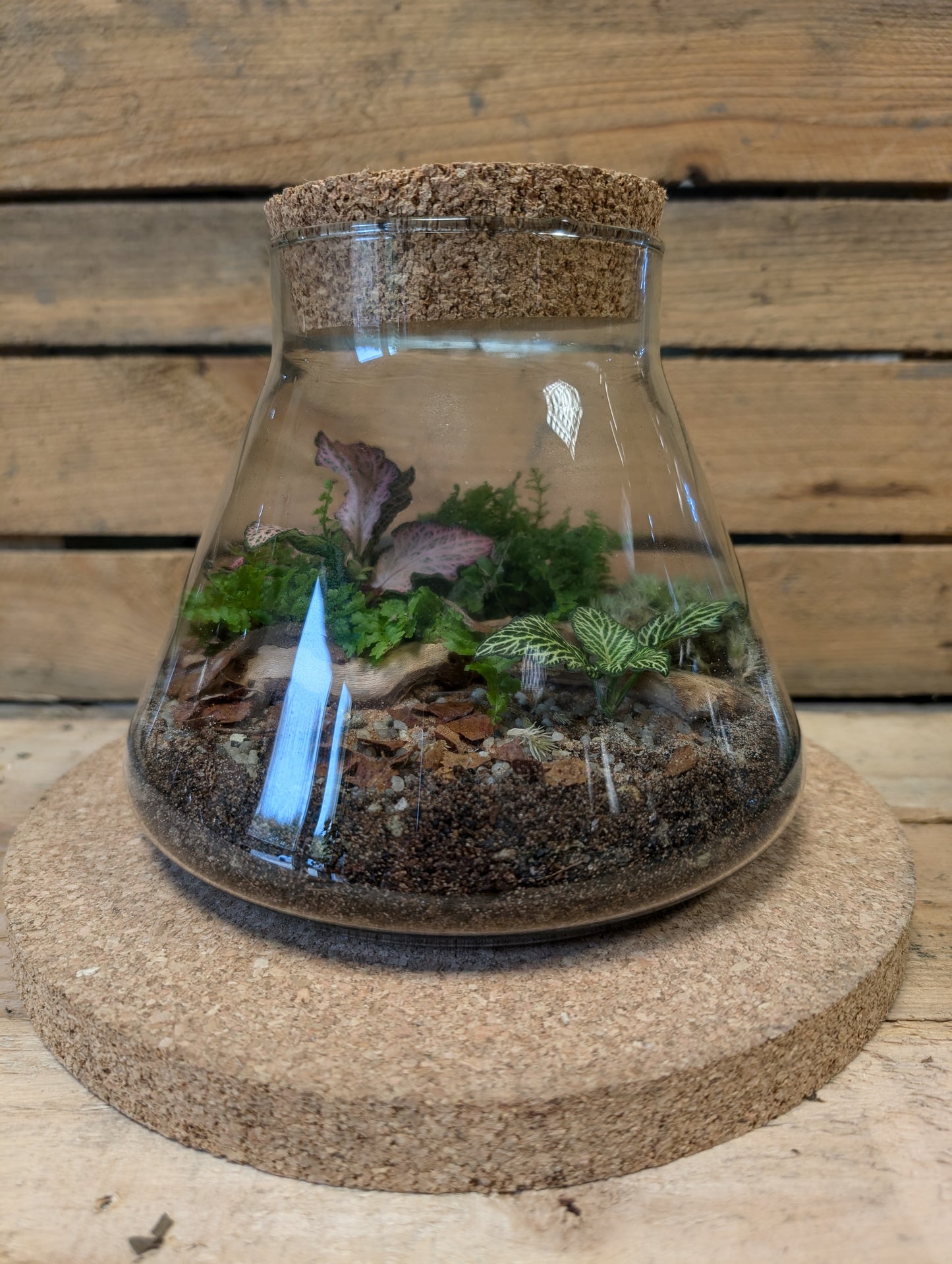 Medium Ready-made Terrarium - 'Barbara'