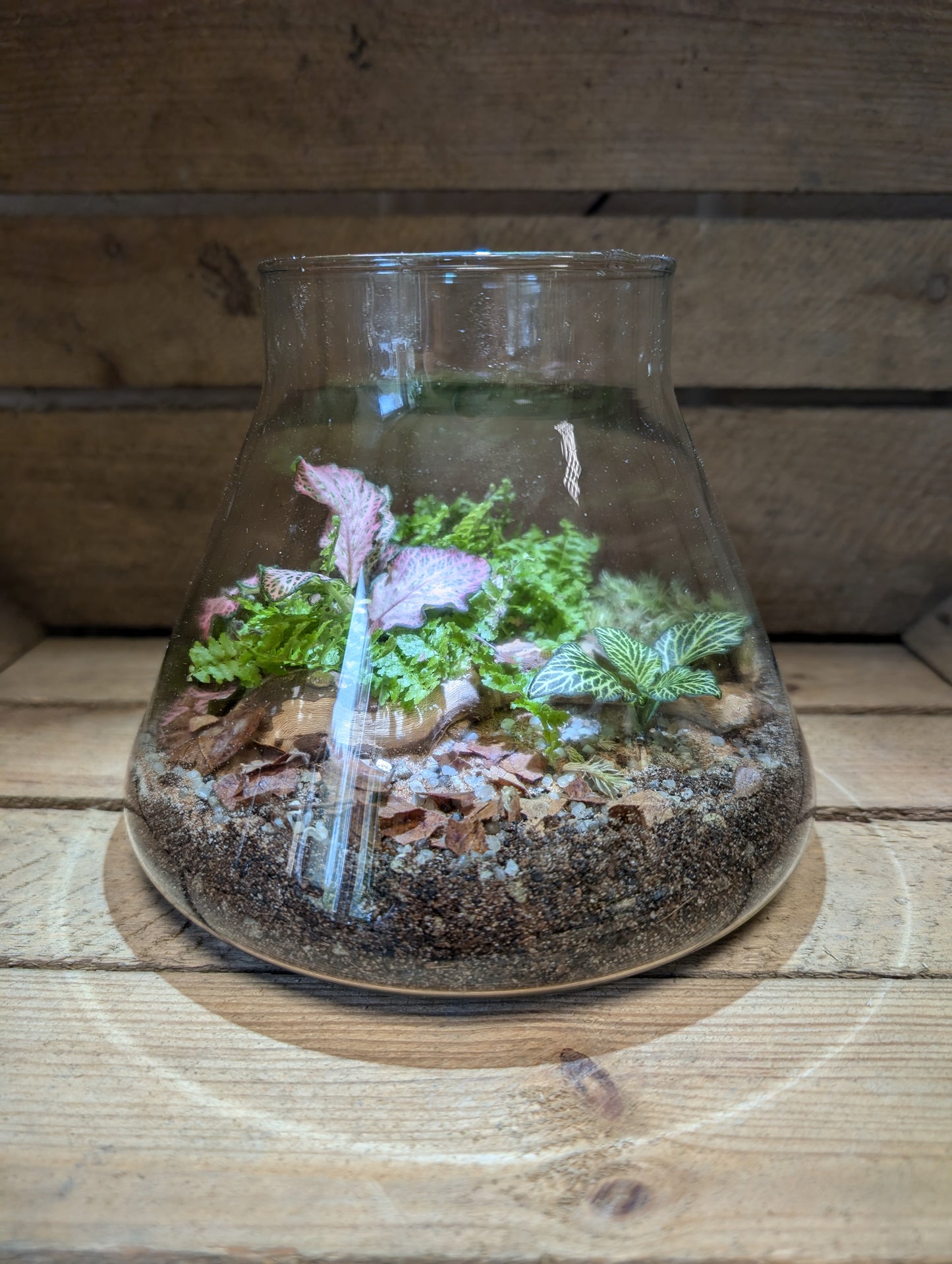 Medium Ready-made Terrarium - 'Barbara'
