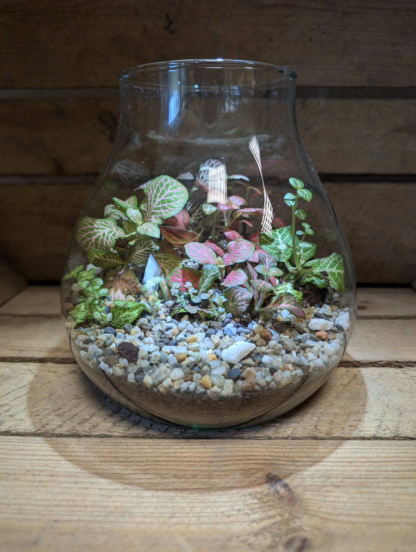 Medium Ready-made Terrarium - 'Michelle'