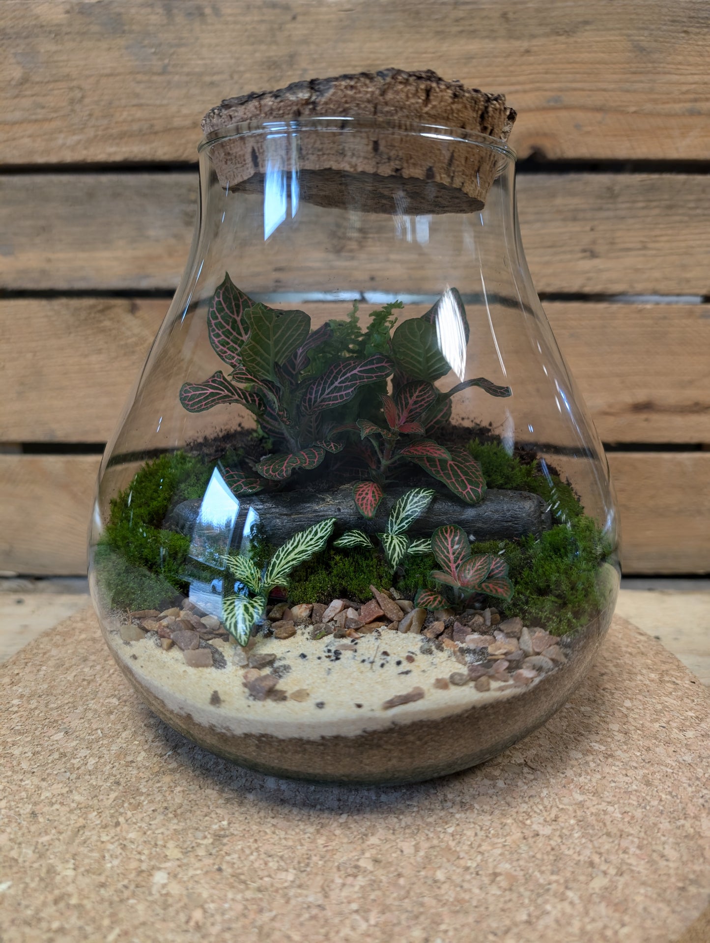 Medium Ready-made Terrarium - 'Anne'