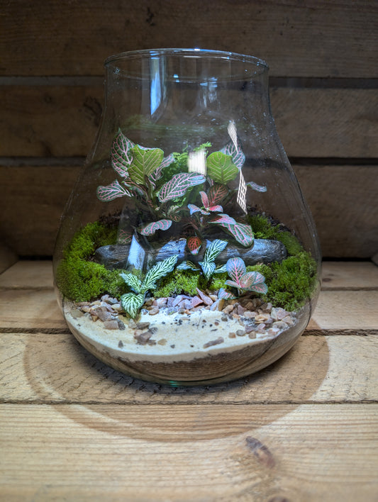 Medium Ready-made Terrarium - 'Anne'