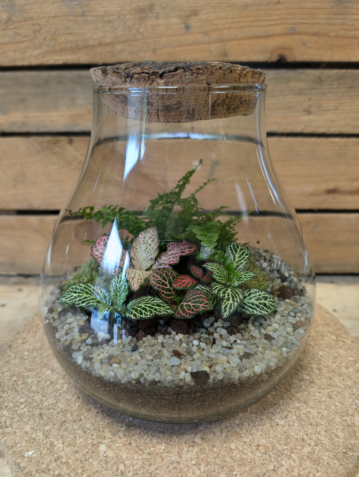 Medium Ready-made Terrarium - 'George'