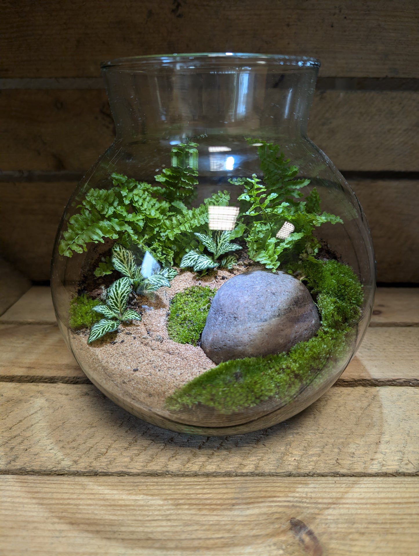 Medium Ready-made Terrarium - 'Courtney'