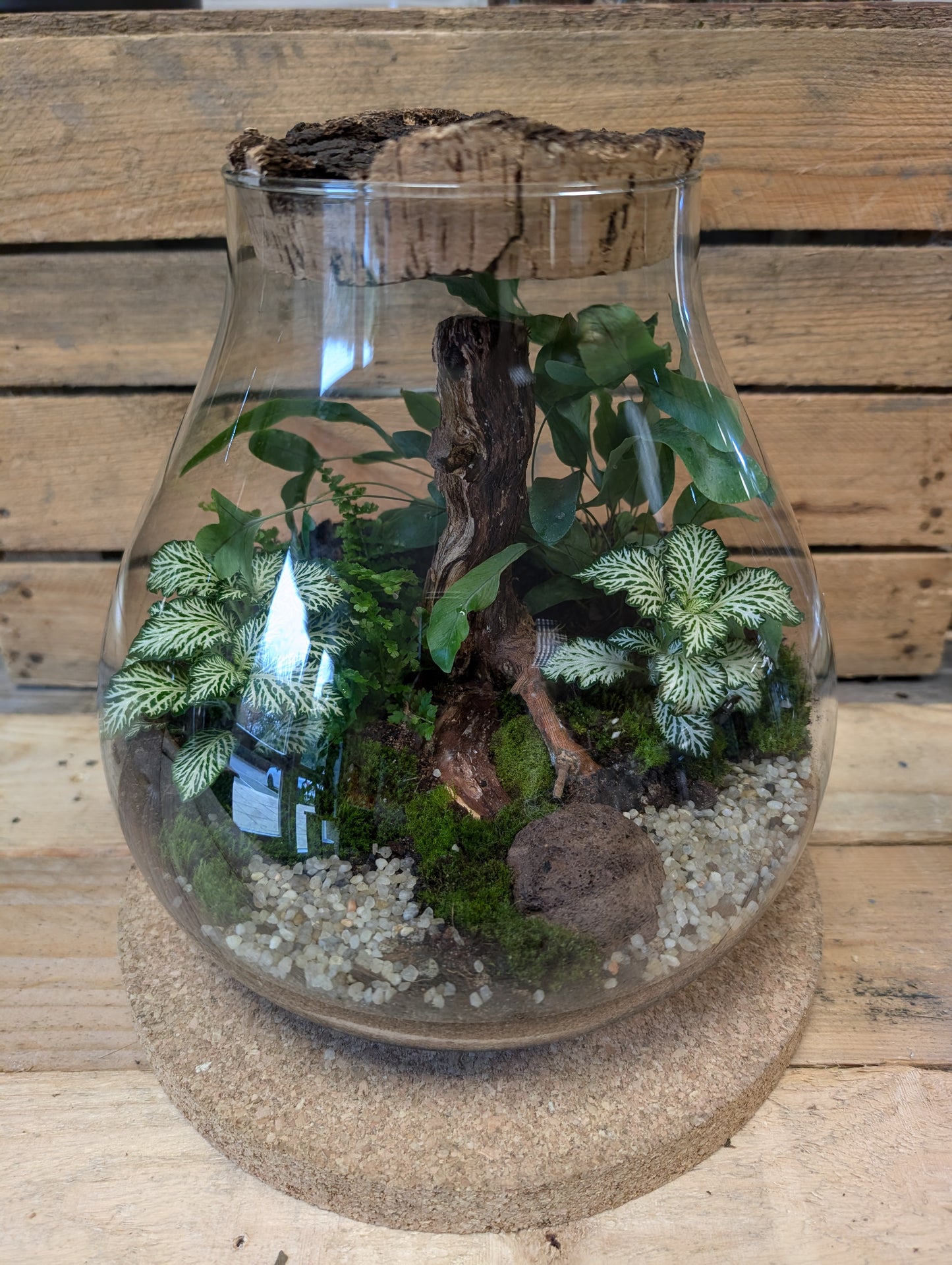 Large Ready-made Terrarium - 'Hollie'