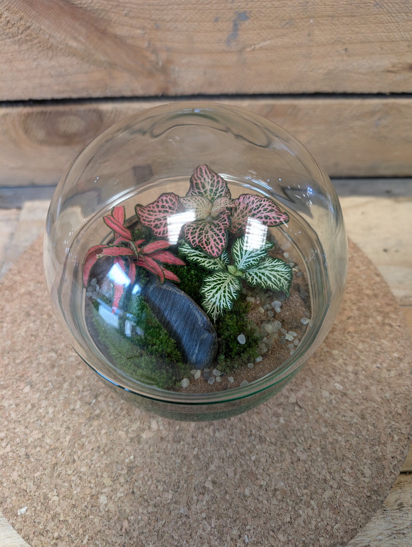 Small Ready-made Terrarium - 'Anita'