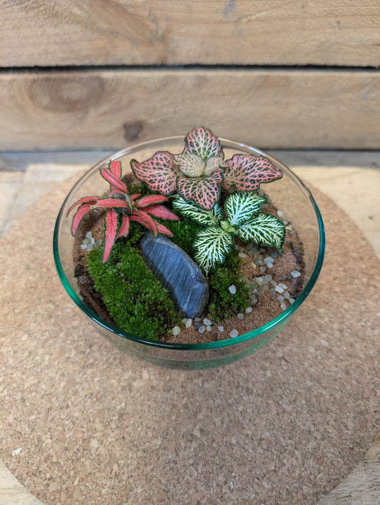 Small Ready-made Terrarium - 'Anita'
