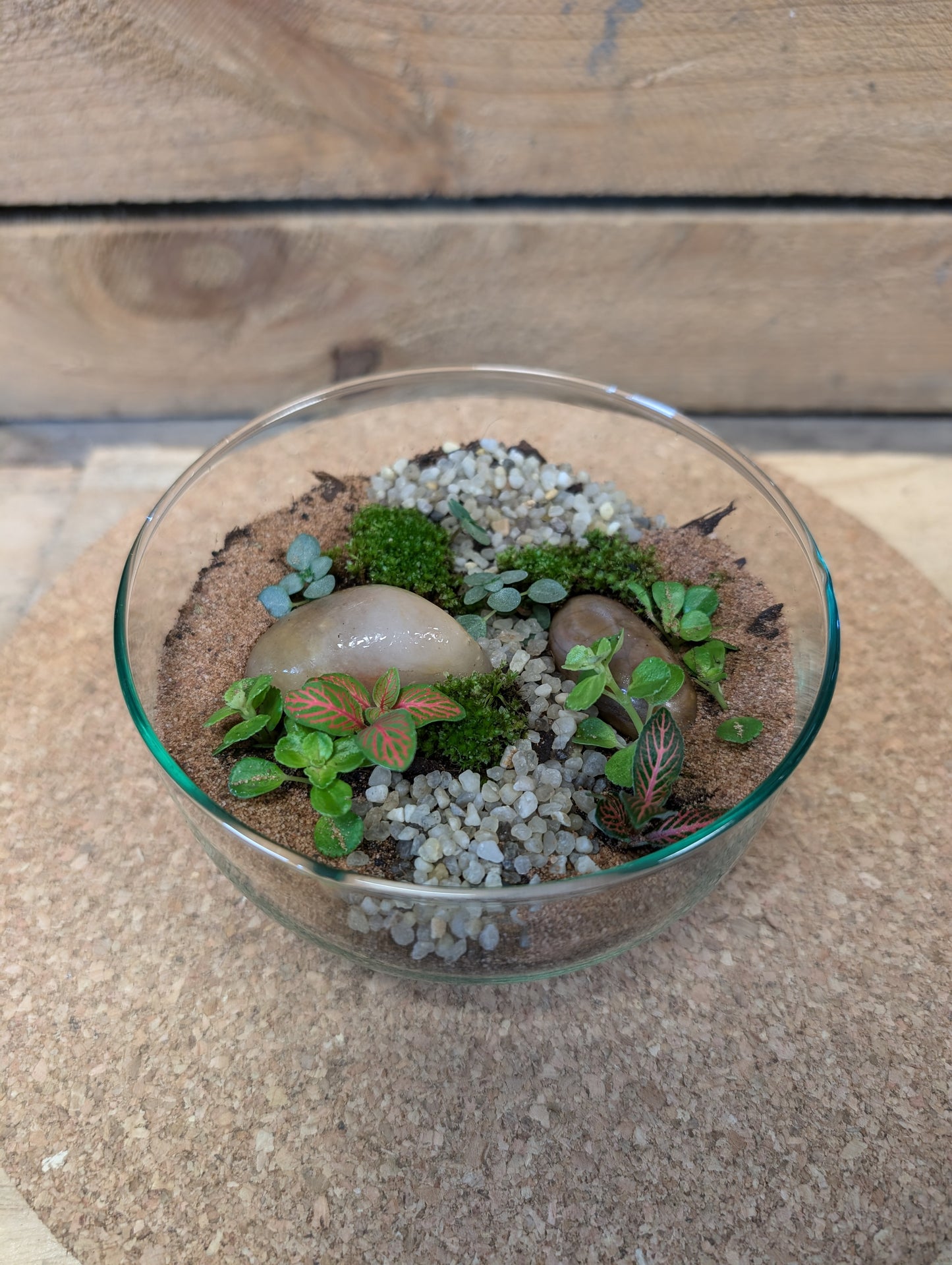 Small Ready-made Terrarium - 'Thomas'