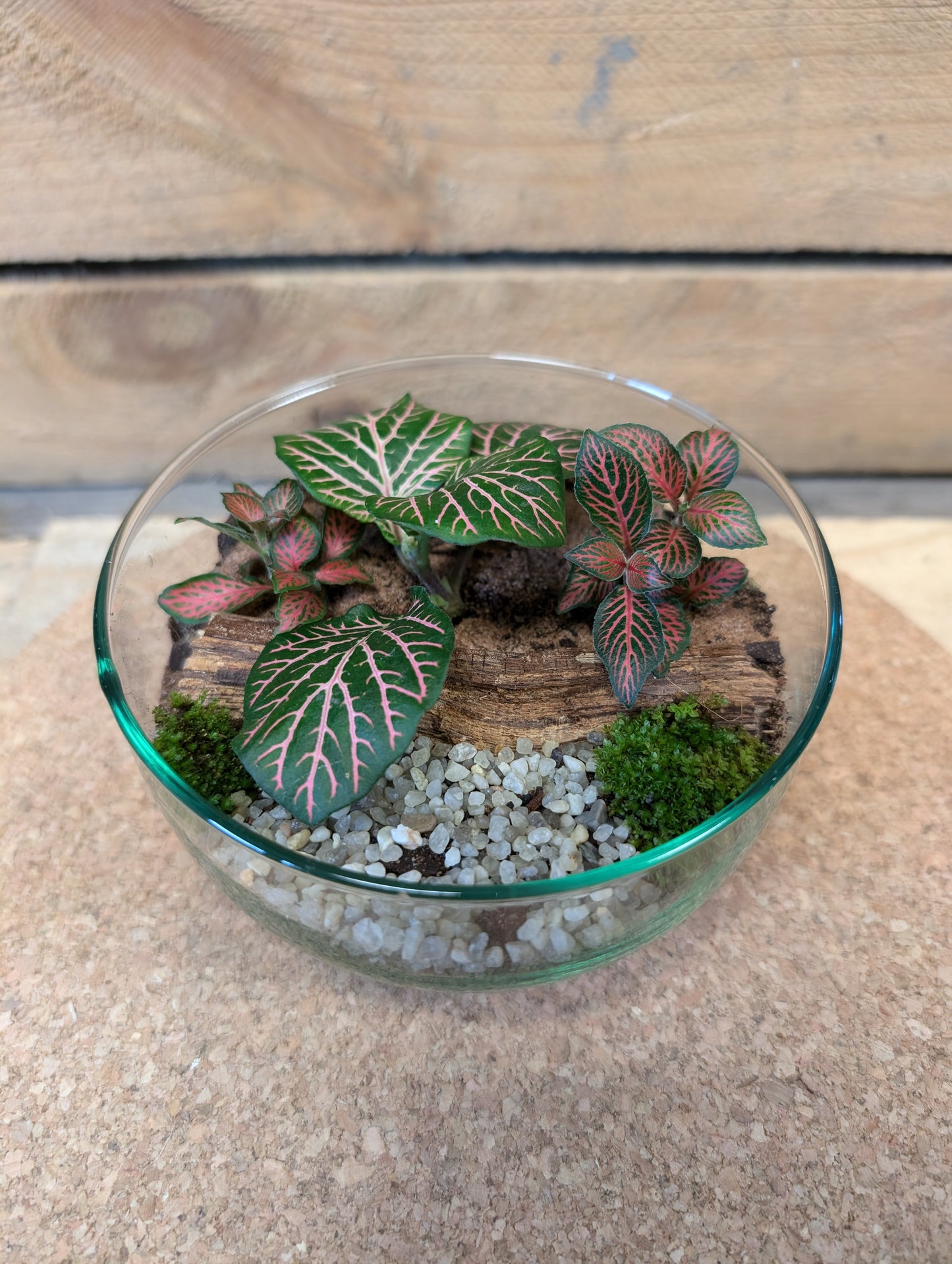 Small Ready-made Terrarium - 'Heidi'