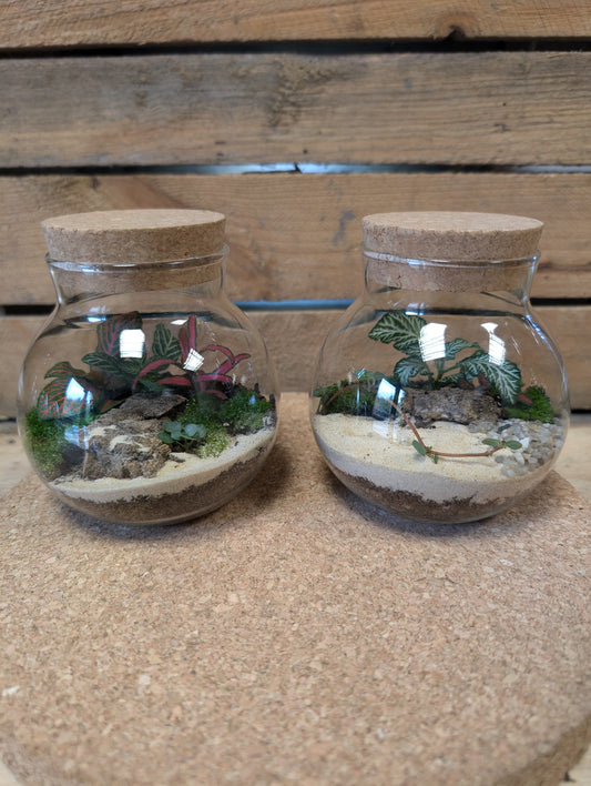 Tiktok LIVE special - Sally