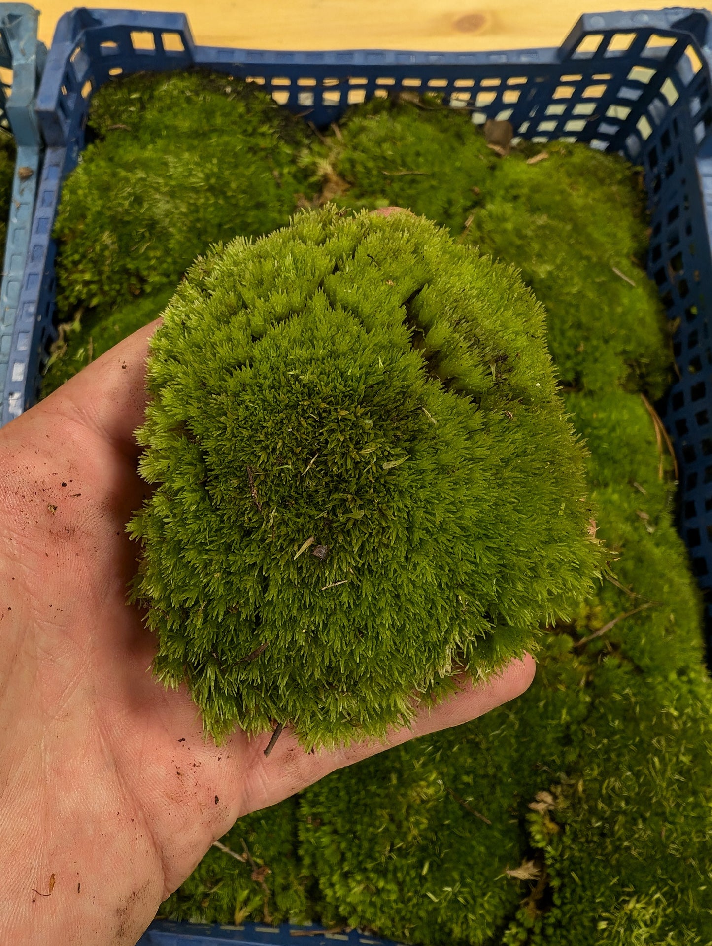 Live Moss