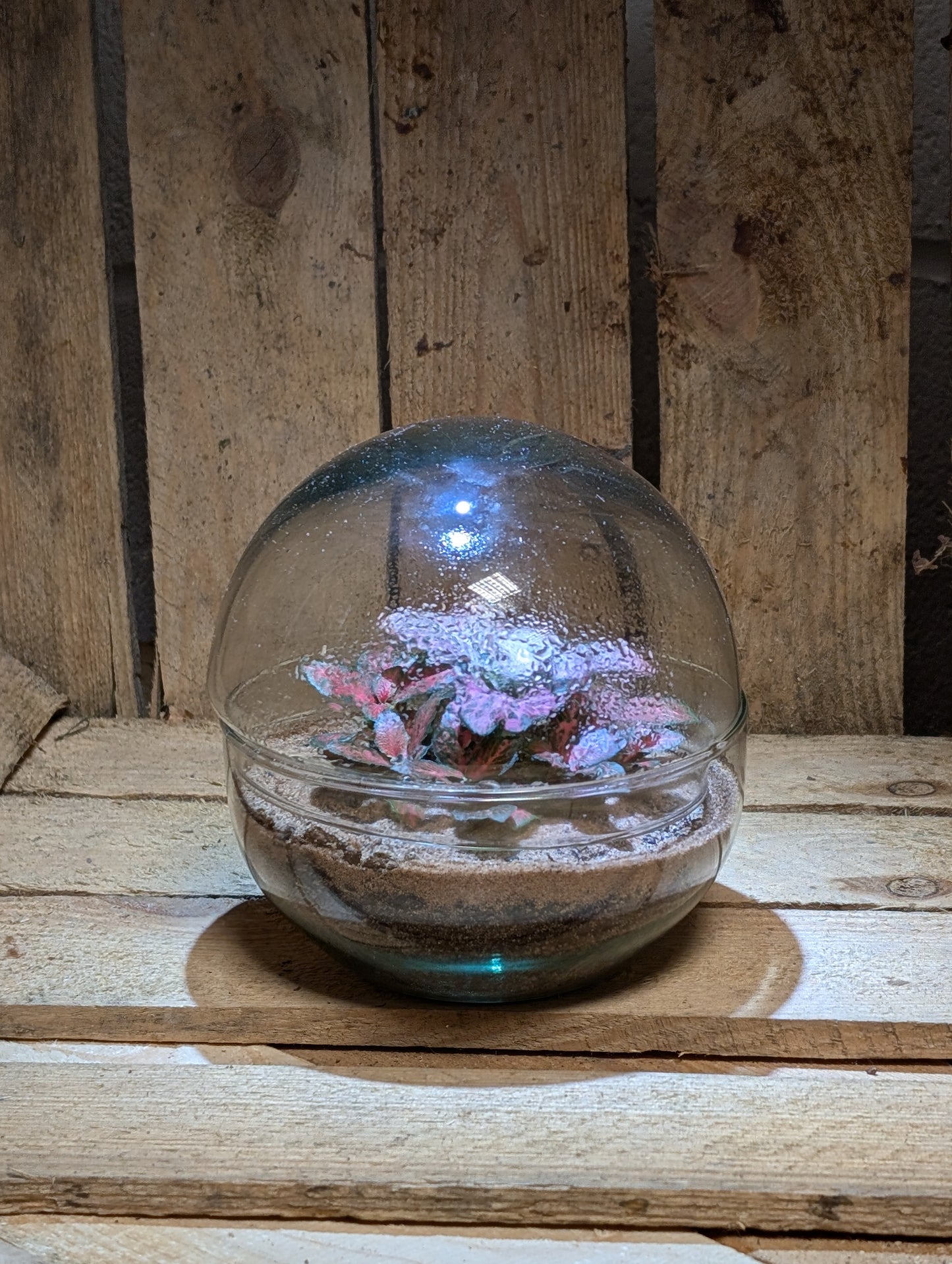 Small Ready-made Terrarium - 'Kimberly'
