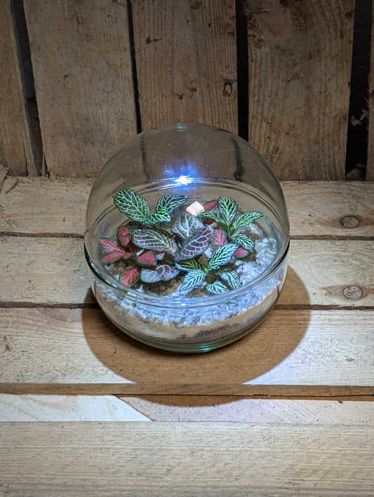 Small Ready-made Terrarium - 'Sarah'