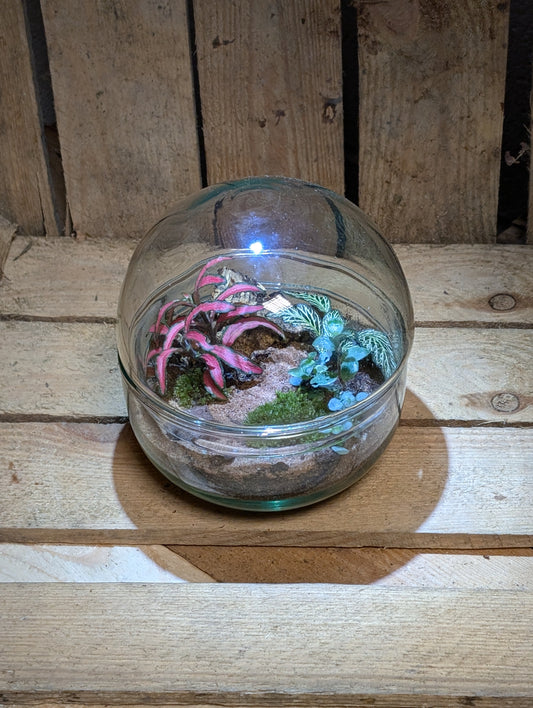 Small Ready-made Terrarium - 'Jack'