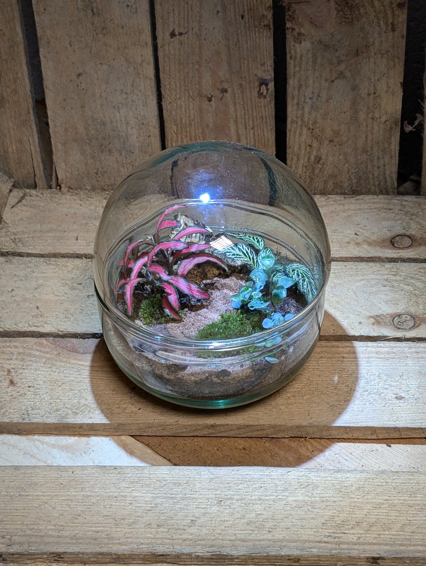 Small Ready-made Terrarium - 'Jack'