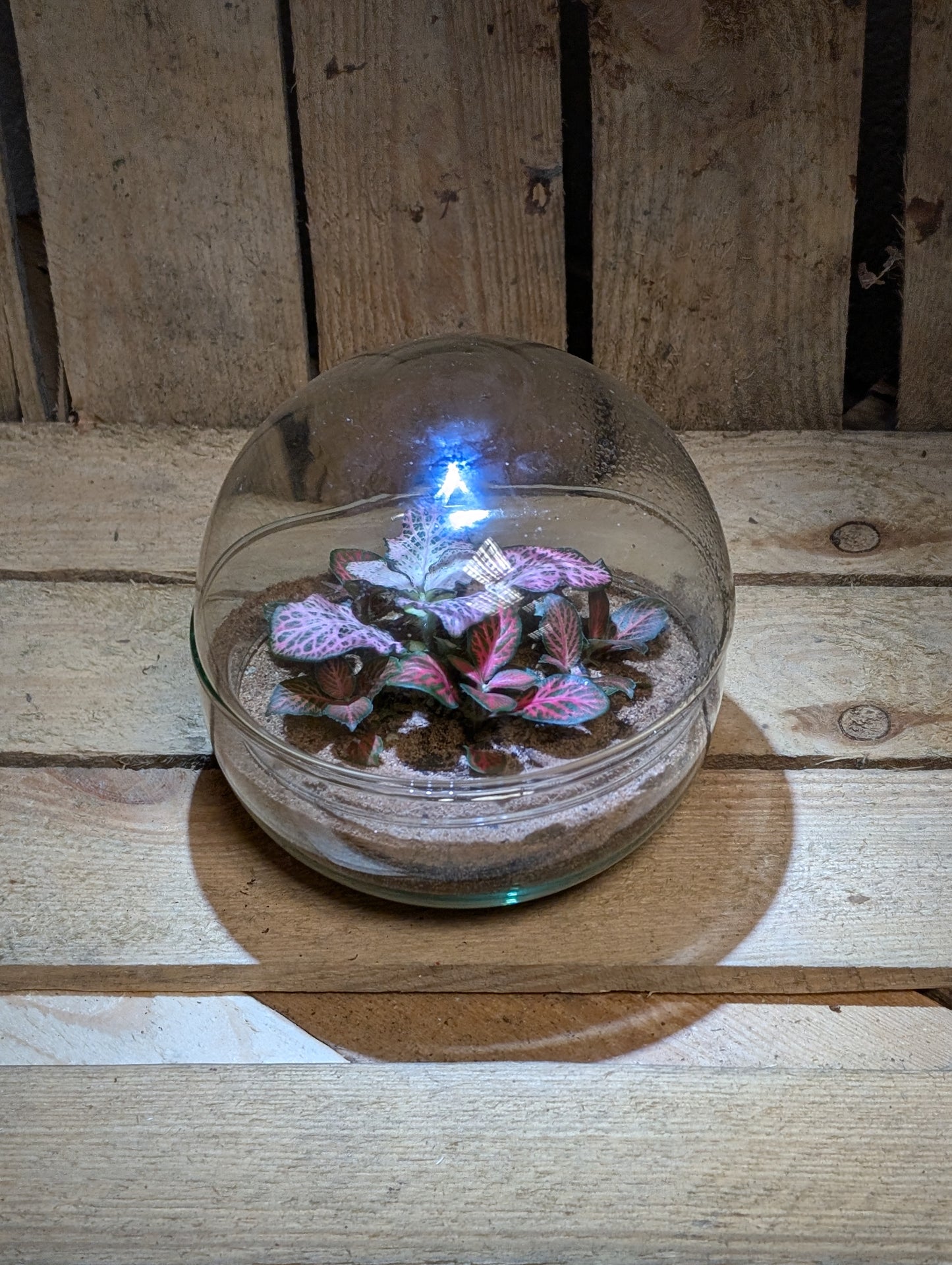 Small Ready-made Terrarium - 'Kimberly'