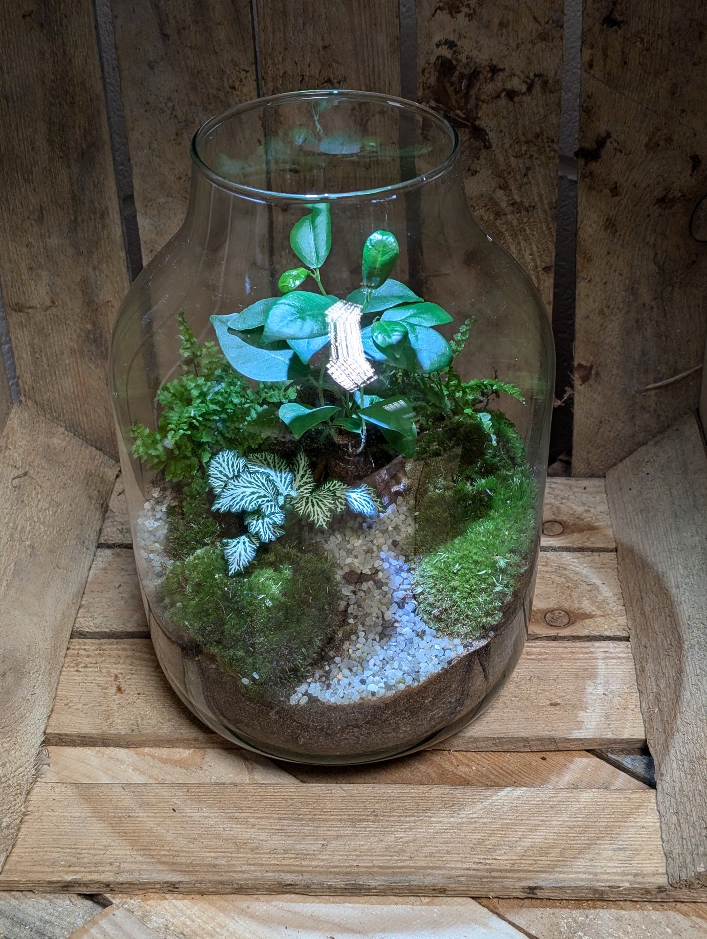 Large Ready-made Terrarium - 'Elsa'