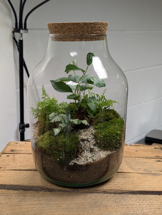 Large Ready-made Terrarium - 'Elsa'