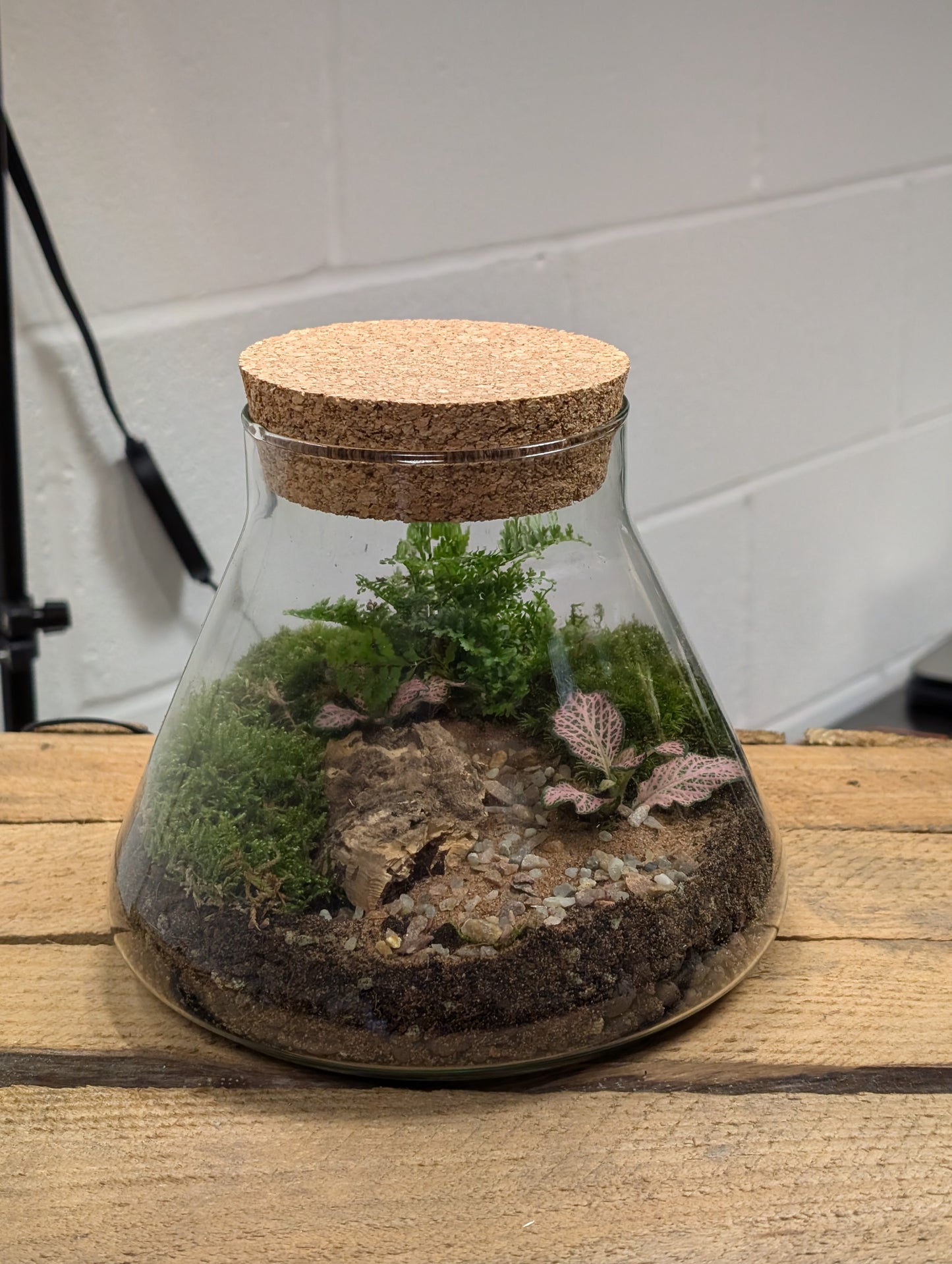 Medium Ready-made Terrarium - 'Geoffrey'
