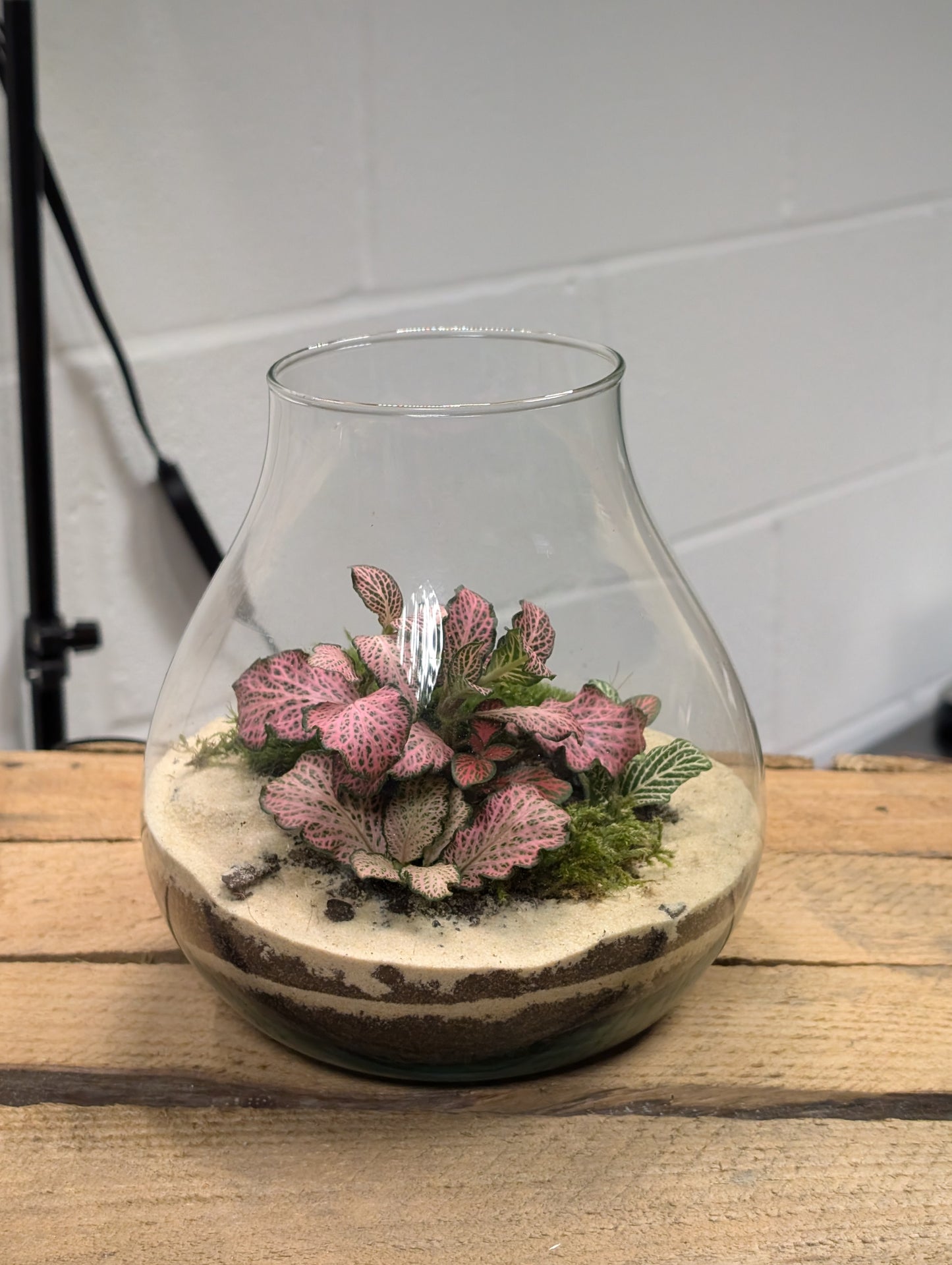 Medium Ready-made Terrarium - 'Patricia'