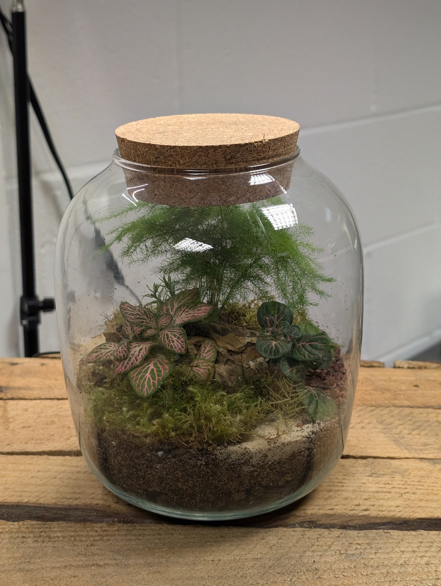 Medium Ready-made Terrarium - 'Tony'