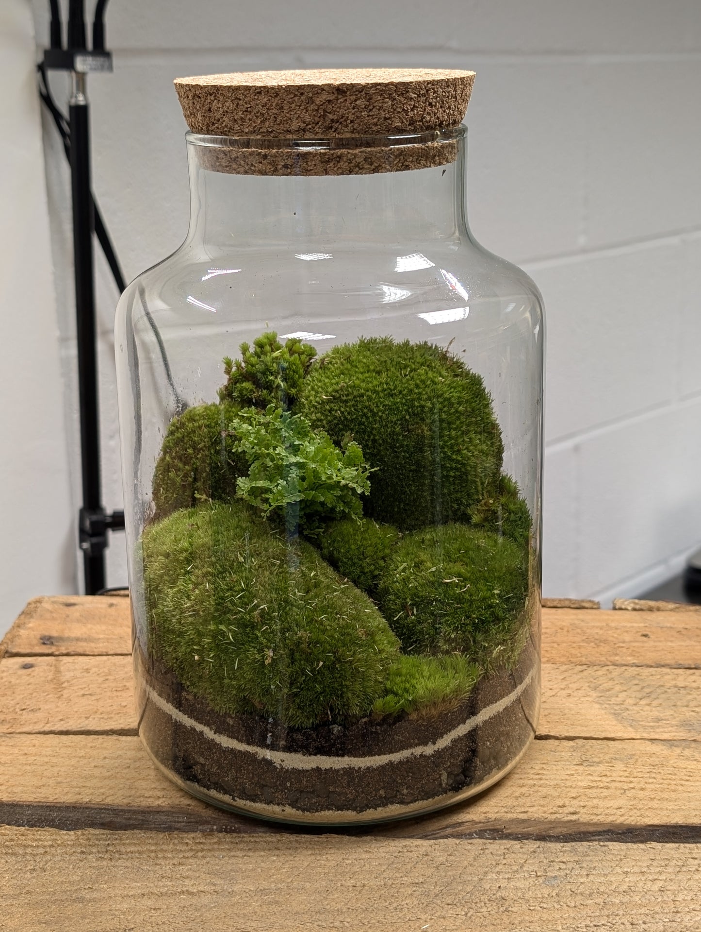 Large Ready-made Terrarium - 'Silvia'
