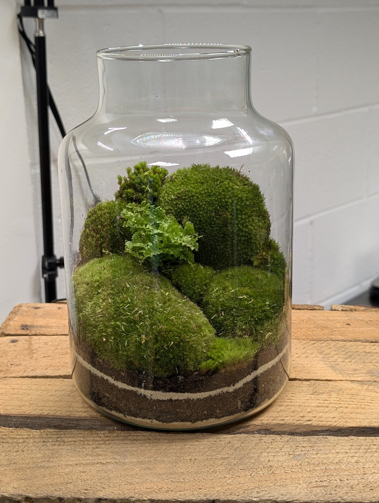 Large Ready-made Terrarium - 'Silvia'