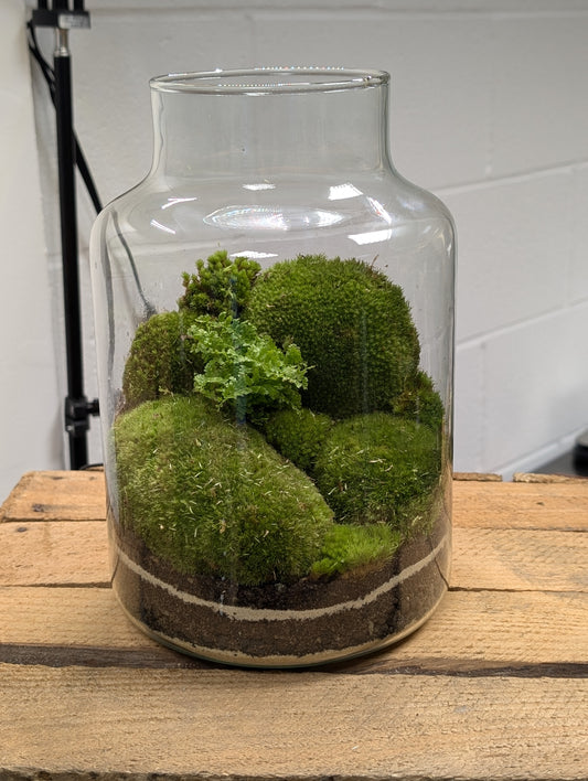 Large Ready-made Terrarium - 'Silvia'